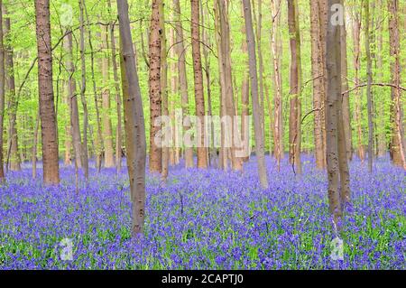 Ein Teppich aus Bluebells im Hallerbos in Belgien. Stockfoto