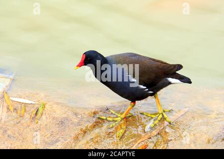 Die Moorhuhn (Gallinula chloropus) Auch bekannt als das Sumpfhuhn ist eine Vogelart In der Familie Rallidae Stockfoto