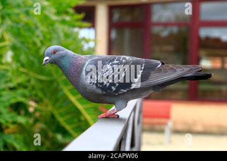 Die Felstaube (Columba livia) oder Felstaube gehört zur Vogelfamilie Columbidae (Tauben und Tauben). Stockfoto