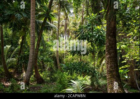 Blick durch einen offenen Ort im Guam Regenwald. Stockfoto