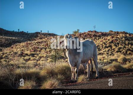 White Bull in Wester Australia Stockfoto