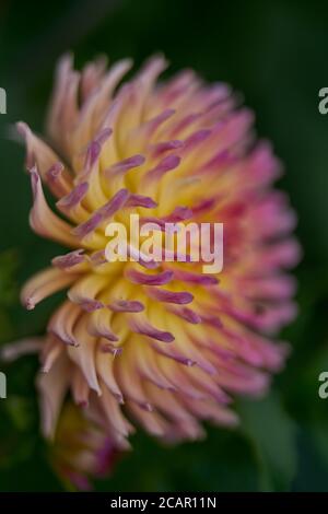 Luxuriöse rosa gelbe Dahlia Karma Sangria Blume aus nächster Nähe Stockfoto