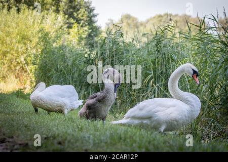 Eine Schwanenfamilie steht am Ufer eines Sees Und reinigt seine Federn Stockfoto