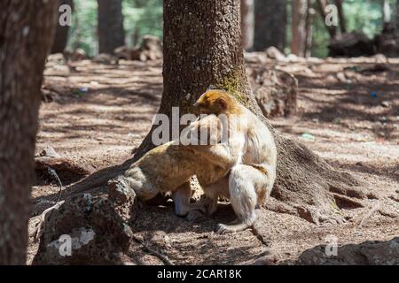 Makaken Affen Mutter mit jungen Barbary Makaken Azrou in der Mittleres Atlasgebirge marokko Stockfoto