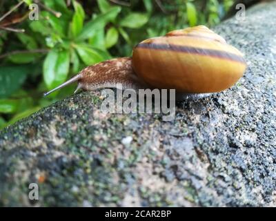 Helix pomatia, gebräuchliche Namen die römische Schnecke, Burgunder Schnecke, essbare Schnecke oder Escargot. Nahaufnahme. Im Freien. Stockfoto