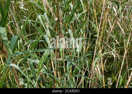 Arundo Donax frischer grüner Stiel und Blätter Stockfoto