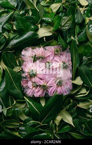Gefrorene Chrysantheme Blüten auf grünen Blättern, selektiver Fokus Stockfoto