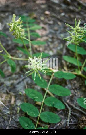 Astragalus glycyphyllos Nahaufnahme mit blassgelben Blütenstand Stockfoto