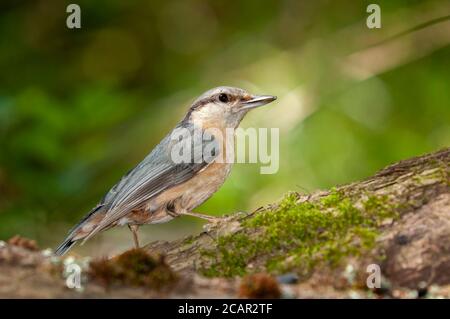 Portarit von Eurasischen Nuthatch, Sitta europaea, thront auf einem Ast. Stockfoto