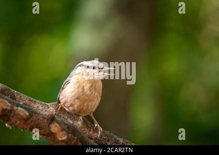 Portarit von eurasischen Nuthatch, Sitta europaea, jung auf einem Zweig thront. Stockfoto