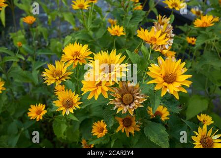 Heliopsis helianthoides mit leuchtend gelben Blüten Stockfoto