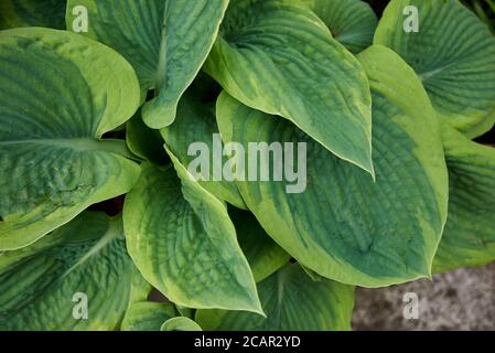 Hosta sieboldiana Nahaufnahme mit weißen Blüten Stockfoto