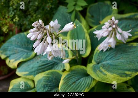 Hosta sieboldiana Nahaufnahme mit weißen Blüten Stockfoto