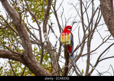 Eine östliche Rosella, die in einem Baum sitzt Stockfoto