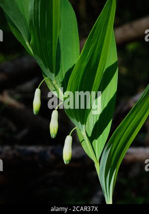 Solomon Seal (Polygonatum odoratum) blüht im Frühjahr Nahaufnahme mit dunklem Hintergrund, Bialowieza Wald, Polen, Europa Stockfoto