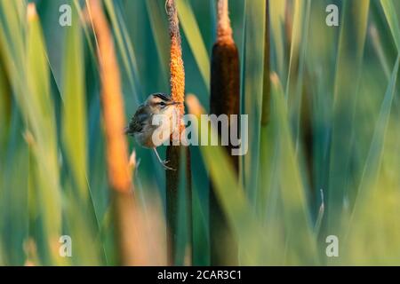 Schilfrohrsänger (Acrocephalus schoenobaenus) auf Reed im Sommer, Podlasien, Polen, Europa Stockfoto