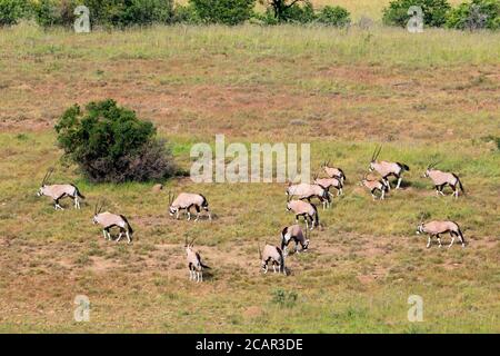 Gemsbok-Antilopen (Oryx gazella) in natürlichem Lebensraum, Mountain Zebra National Park, Südafrika Stockfoto