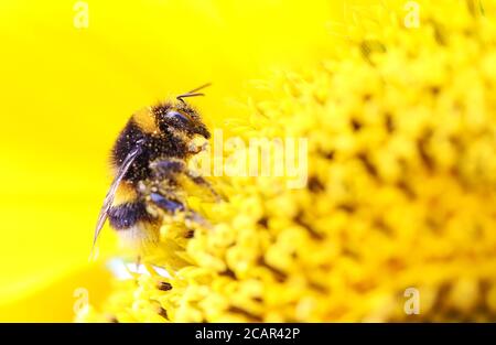 Hummel auf einer Sonnenblume in Großbritannien an einem heißen Sommertag Stockfoto