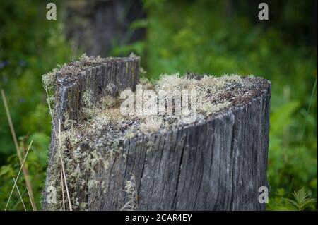 Getrockneter Stumpf mit Moos vor dem Hintergrund von grünem Gras Stockfoto