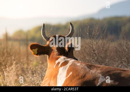 Braune und weiße Kuh, die bei Sonnenuntergang auf dem trockenen Grasboden ruht und liegt, Rückansicht, Berg im Hintergrund. Stockfoto