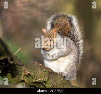 Vorderansicht Nahaufnahme von wilden UK Grauhörnchen (Sciurus carolinensis) isoliert im Freien sitzen auf Waldzweig genießen Wintersonnenlicht. Stockfoto