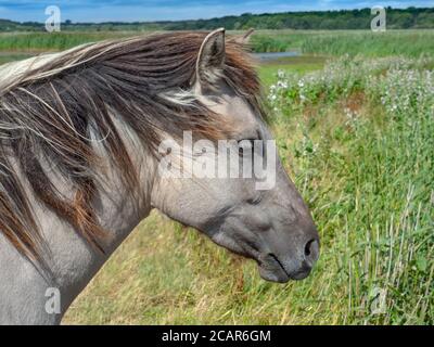 Konik ponies Equus ferus caballus Minsmere Suffolk Stockfoto