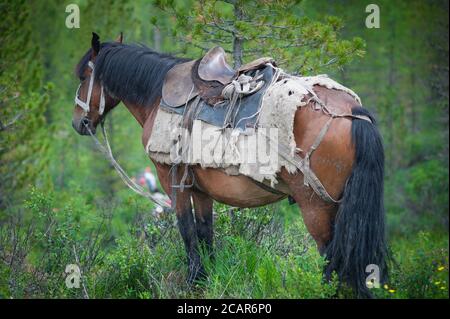 Pferd mit Sattel gegen den grünen Wald Nahaufnahme Stockfoto