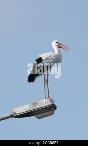 08. August 2020, Sachsen-Anhalt, Dessau-Roßlau: Ein weißer Storch steht auf einer Straßenlaterne. Ab Mitte August ziehen diese Vögel in ihre Winterquartiere nach Afrika. Aufgrund der zunehmend milden Winter verbringen jedoch einige Exemplare diese Zeit auch in Südeuropa oder bleiben in Deutschland. Foto: Sebastian Willnow/dpa-Zentralbild/dpa Stockfoto