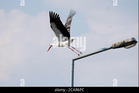 08. August 2020, Sachsen-Anhalt, Dessau-Roßlau: Ein Weißstorch beginnt aus seiner Ruhestätte auf einer Straßenlaterne. Ab Mitte August ziehen diese Vögel in ihre Winterquartiere nach Afrika. Aufgrund der zunehmend milden Winter verbringen jedoch einige Exemplare diese Zeit auch in Südeuropa oder bleiben ganz in Deutschland. Foto: Sebastian Willnow/dpa-Zentralbild/dpa Stockfoto