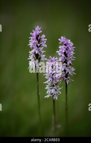 Gemeinsamen entdeckt Orchidee (Dactylorhiza Fuchsii) Stockfoto