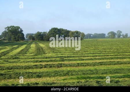 August 2020 - Somerset Farming - Friesische Kühe, die von Bauernhof zu Feld wandern Stockfoto