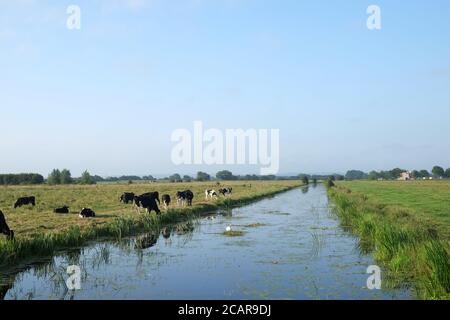 August 2020 - Somerset Farming - Friesische Kühe, die von Bauernhof zu Feld wandern Stockfoto