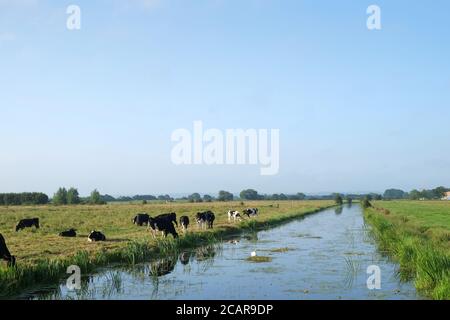 August 2020 - Somerset Farming - Friesische Kühe, die von Bauernhof zu Feld wandern Stockfoto