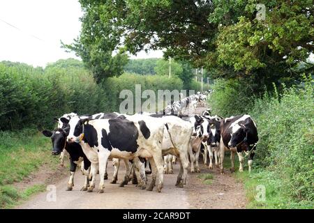 August 2020 - Somerset Farming - Friesische Kühe, die von Bauernhof zu Feld wandern Stockfoto