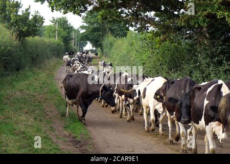 August 2020 - Somerset Farming - Friesische Kühe, die von Bauernhof zu Feld wandern Stockfoto