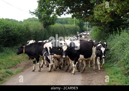 August 2020 - Somerset Farming - Friesische Kühe, die von Bauernhof zu Feld wandern Stockfoto