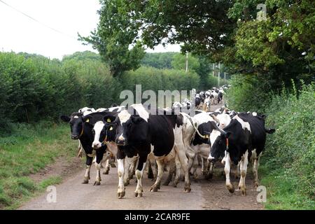 August 2020 - Somerset Farming - Friesische Kühe, die von Bauernhof zu Feld wandern Stockfoto