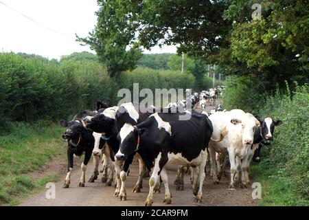 August 2020 - Somerset Farming - Friesische Kühe, die von Bauernhof zu Feld wandern Stockfoto