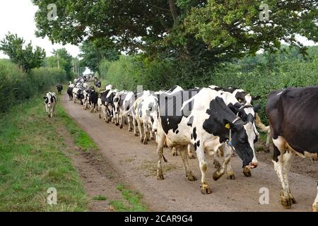 August 2020 - Somerset Farming - Friesische Kühe, die von Bauernhof zu Feld wandern Stockfoto