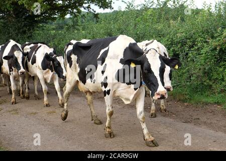 August 2020 - Somerset Farming - Friesische Kühe, die von Bauernhof zu Feld wandern Stockfoto