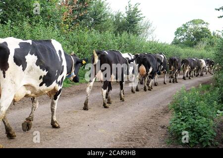 August 2020 - Somerset Farming - Friesische Kühe, die von Bauernhof zu Feld wandern Stockfoto