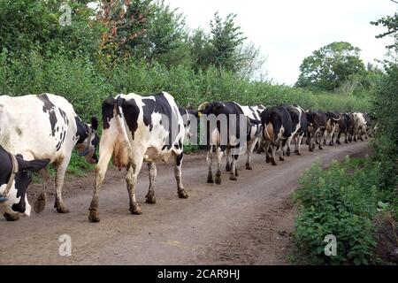 August 2020 - Somerset Farming - Friesische Kühe, die von Bauernhof zu Feld wandern Stockfoto