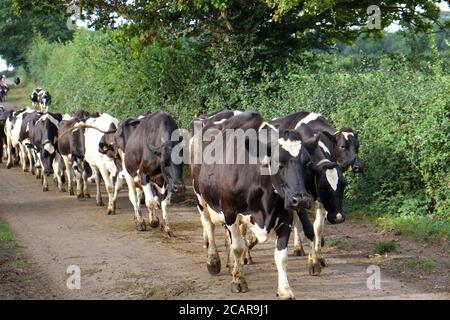 August 2020 - Somerset Farming - Friesische Kühe, die von Bauernhof zu Feld wandern Stockfoto