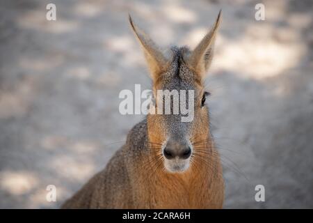 Gesicht Porträt eines patagonischen Hasen auch als mara bekannt, Nagetier von Südamerika Stockfoto