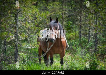 Pferd an einen Baum gebunden gegen einen grünen Wald Stockfoto