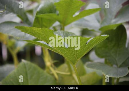 Schöne Kürbispflanze, die im Sommerküchengarten wächst. Stockfoto