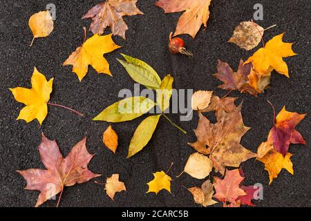 Nahaufnahme von bunten (gelb, rot, burgunderrot, orange und grün) Herbstblättern fallen und liegen auf dem Asphalt. Herbstlaub, Saisonkonzept Stockfoto