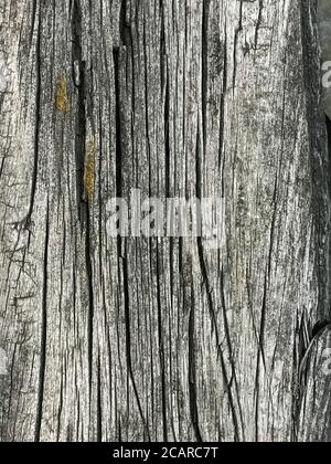 Verwitterter Holzhintergrund, Nahaufnahme. Alte Holzstruktur - graues Holzbrett. Gealterte Baumoberfläche Stockfoto