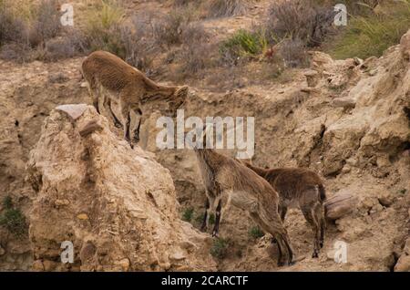 Iberische Wildziegen (Capra pyrenaica) Sich gegenseitig in der Wüste Tabernas herausfordern Stockfoto