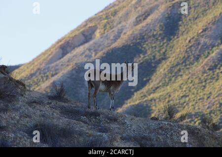 Iberische Wildziege (Capra pyrenaica) in der Wüste Tabernas Stockfoto